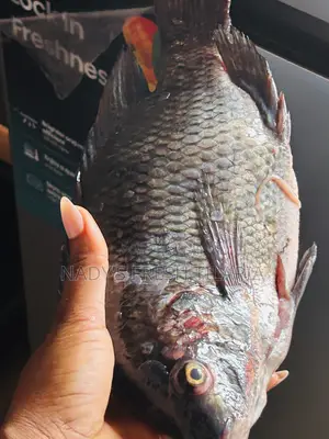 Fresh Tilapia