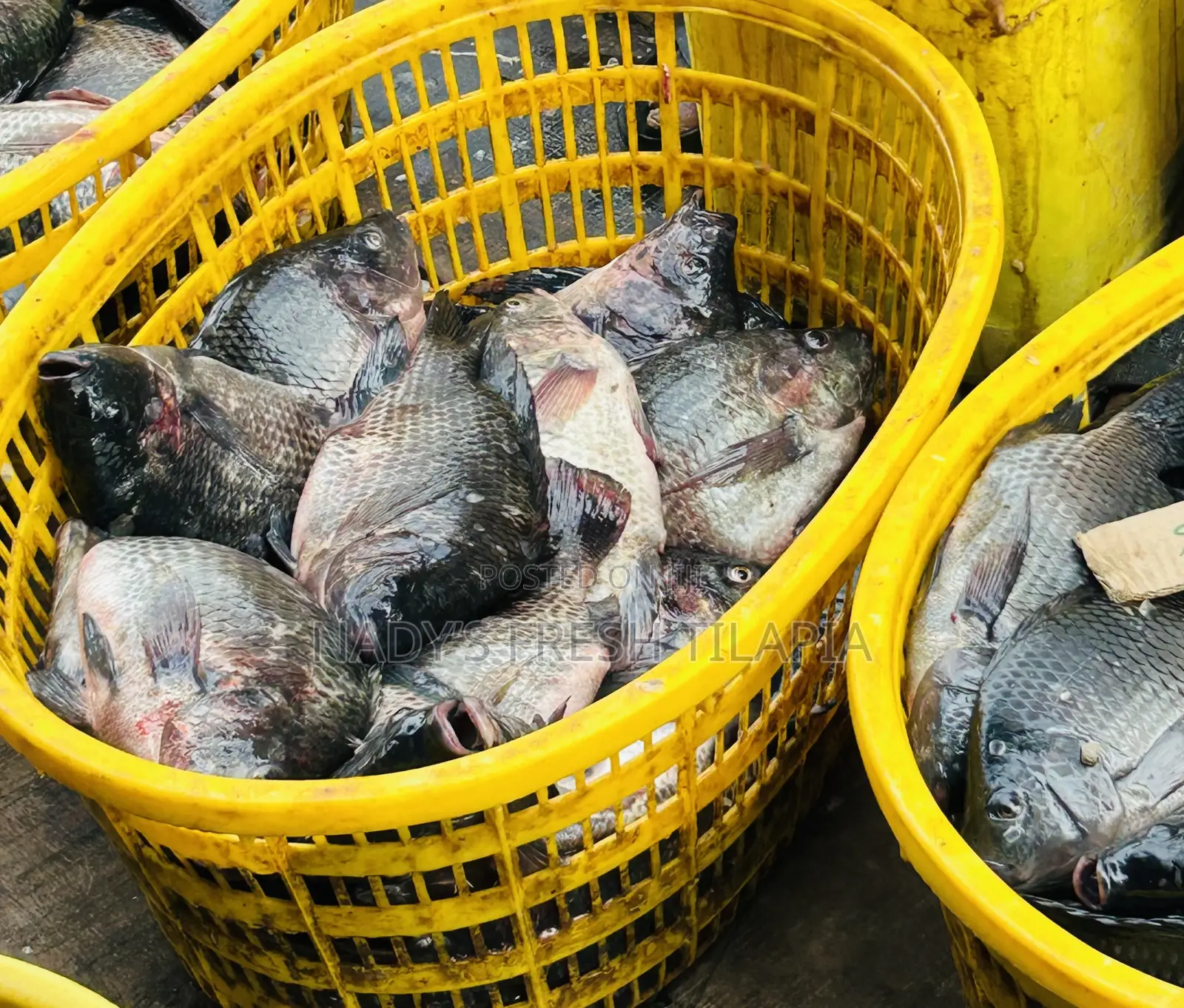 Fresh Tilapia