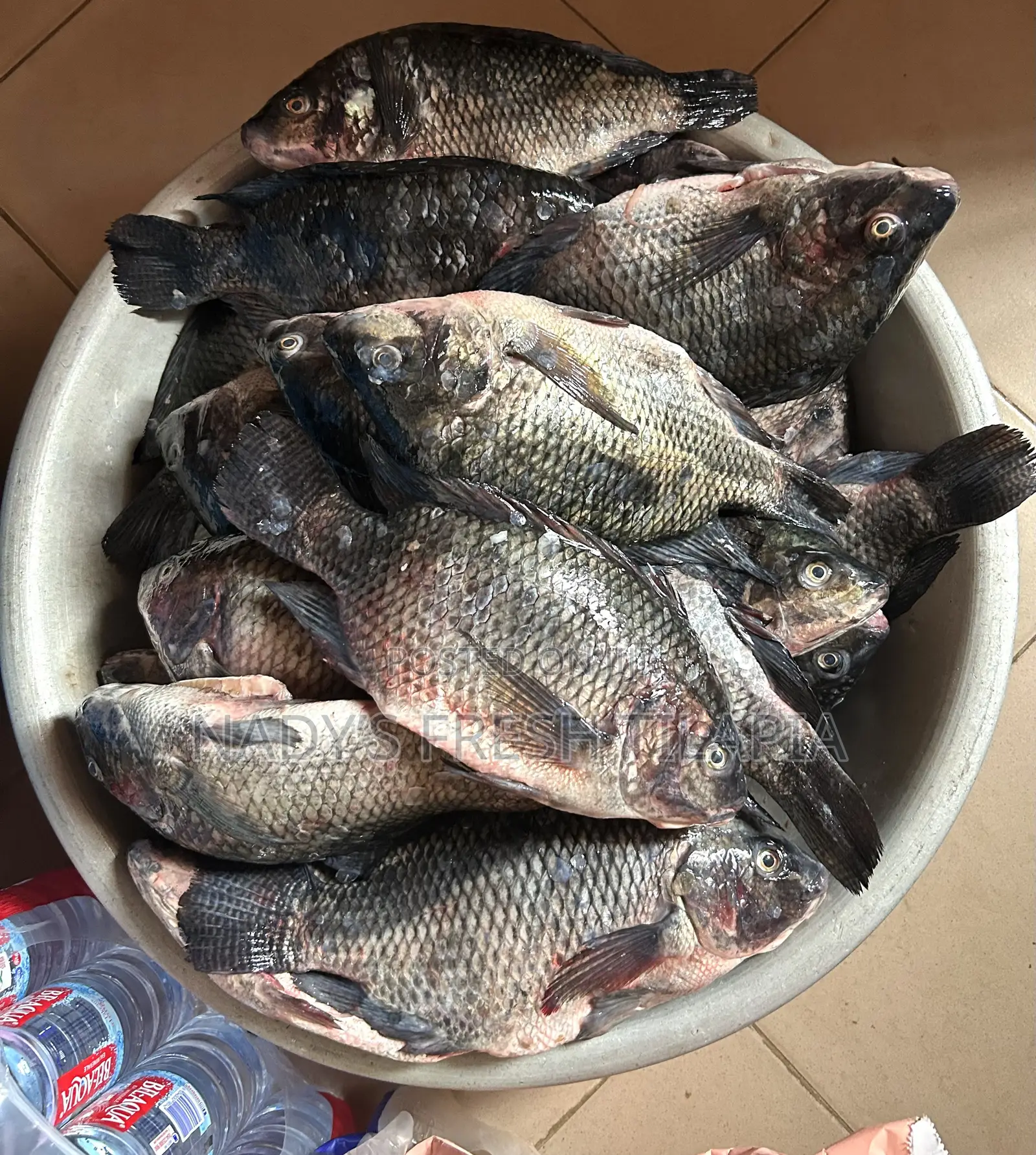 Fresh Tilapia