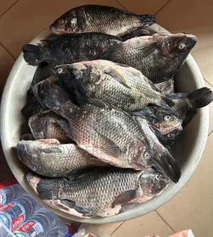 Fresh Tilapia
