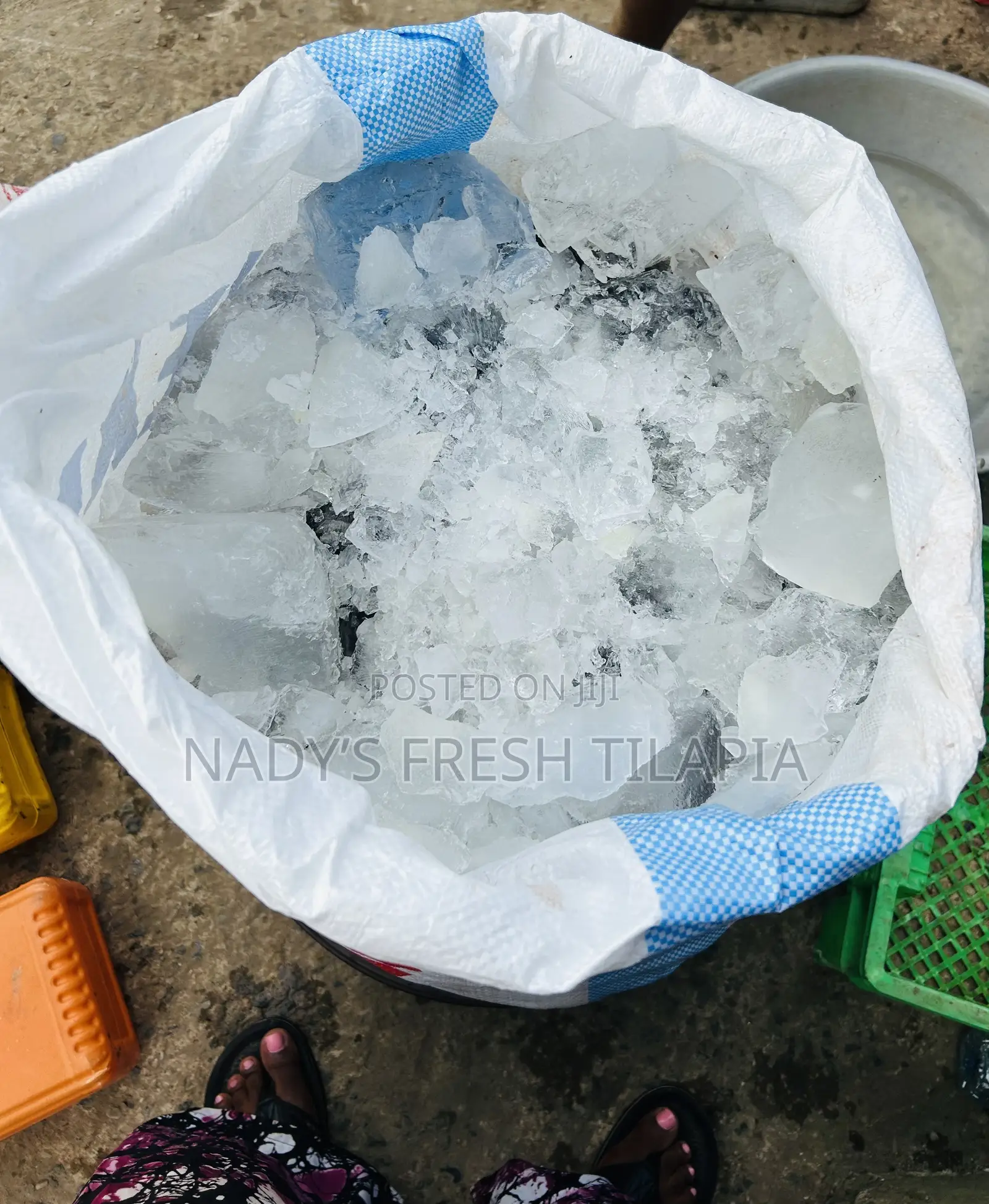 Fresh Tilapia