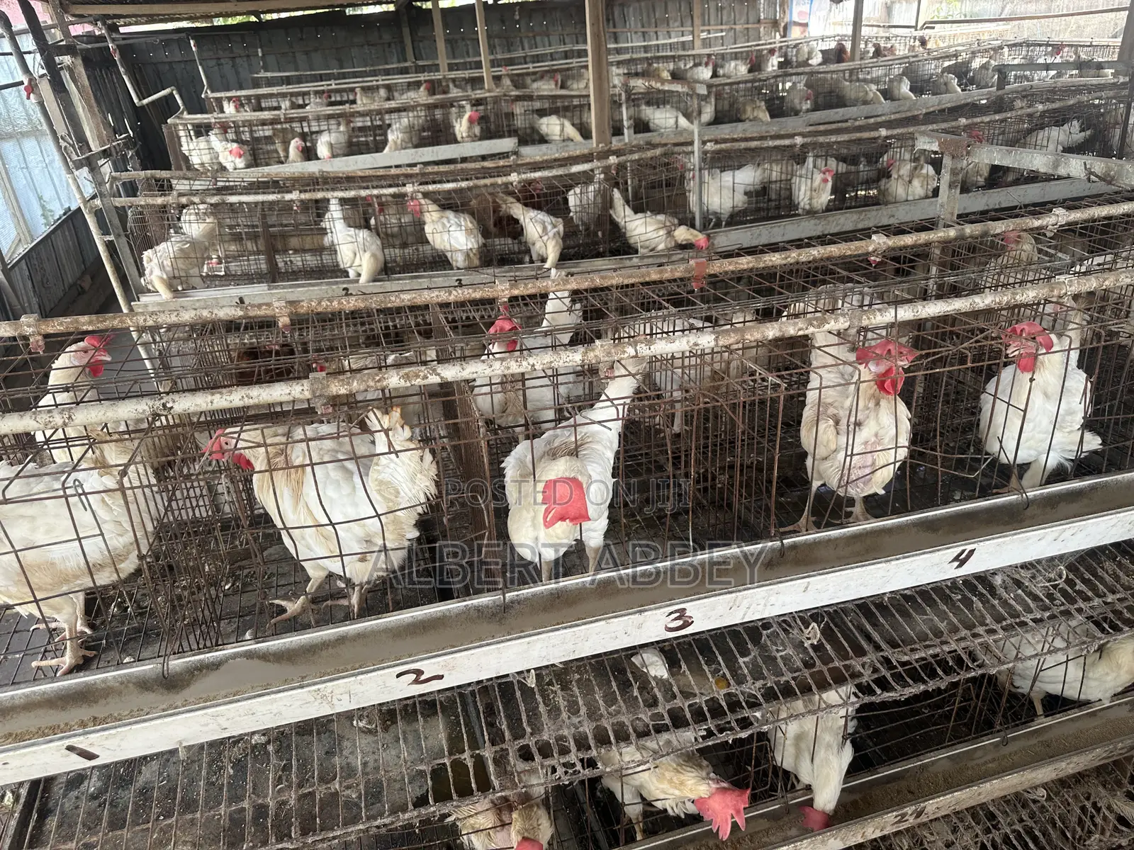 Poultry Farm for Sale