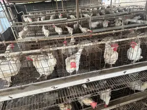 Poultry Farm for Sale