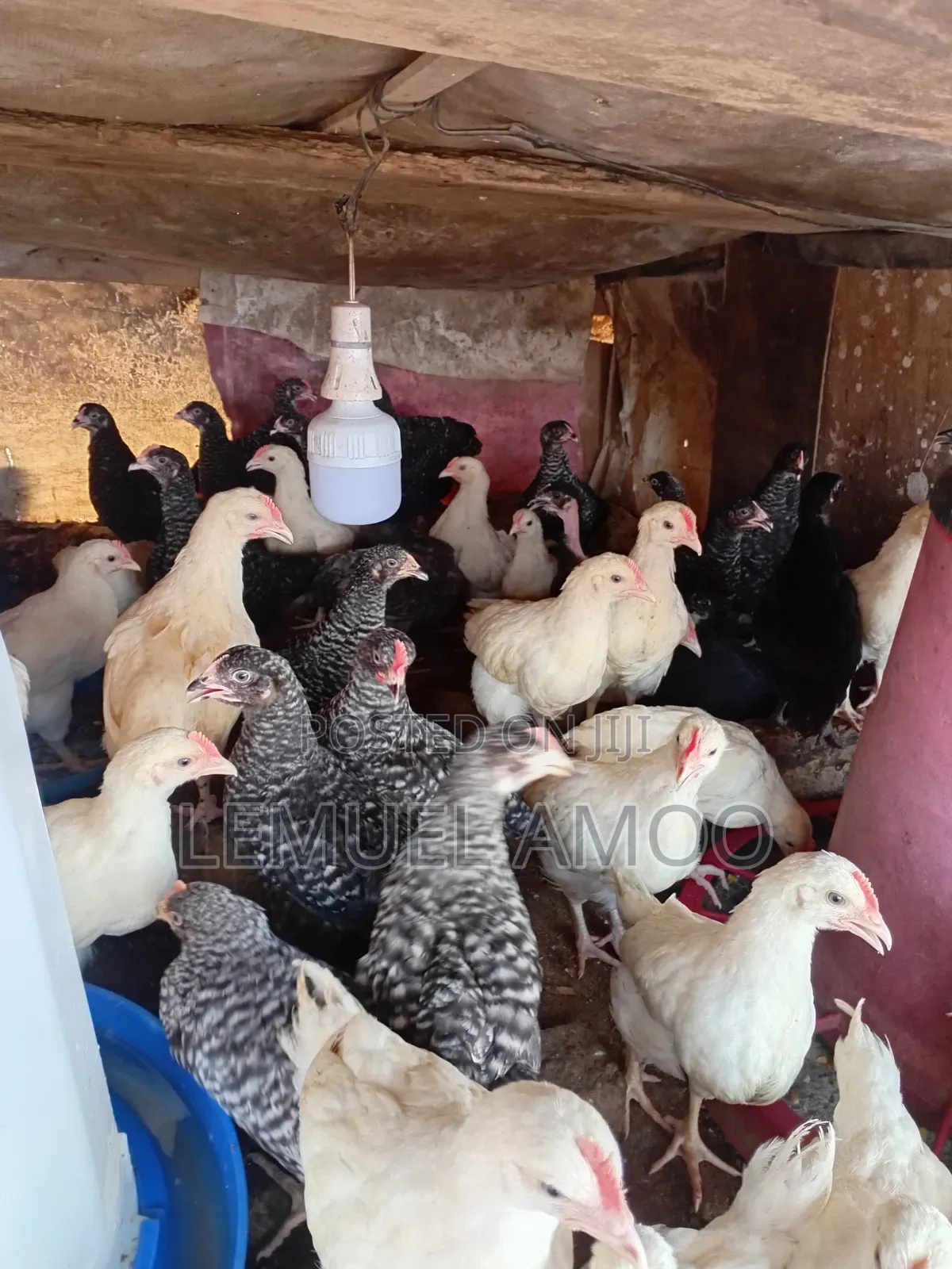 Plymouth Birds and White Cockrel