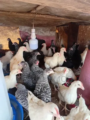 Plymouth Birds and White Cockrel