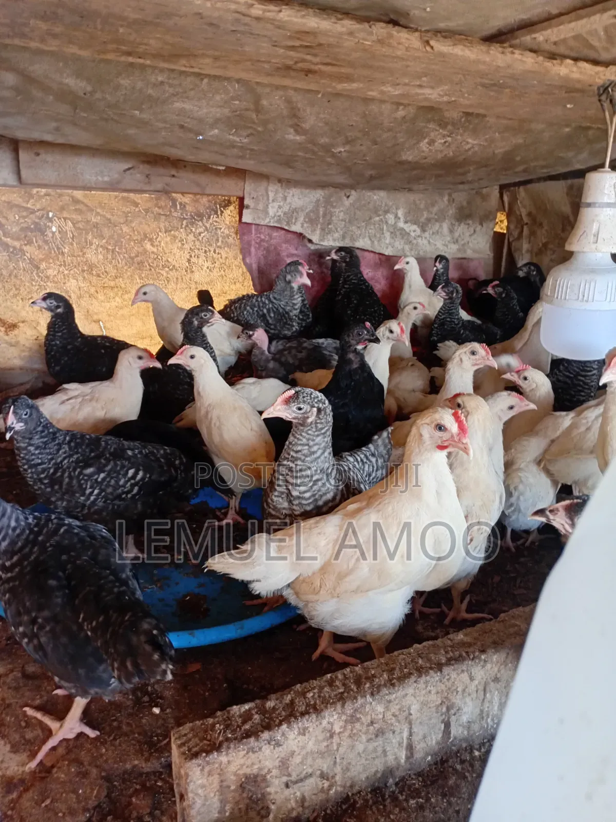 Plymouth Birds and White Cockrel