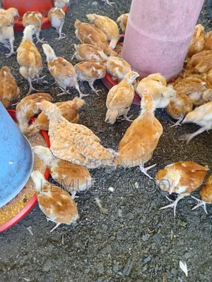 30 Noilers and 120 Sasso Birds