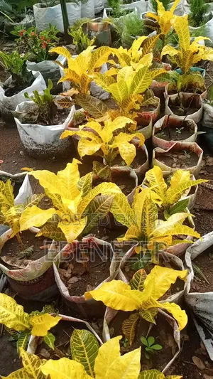 Croton Flowers