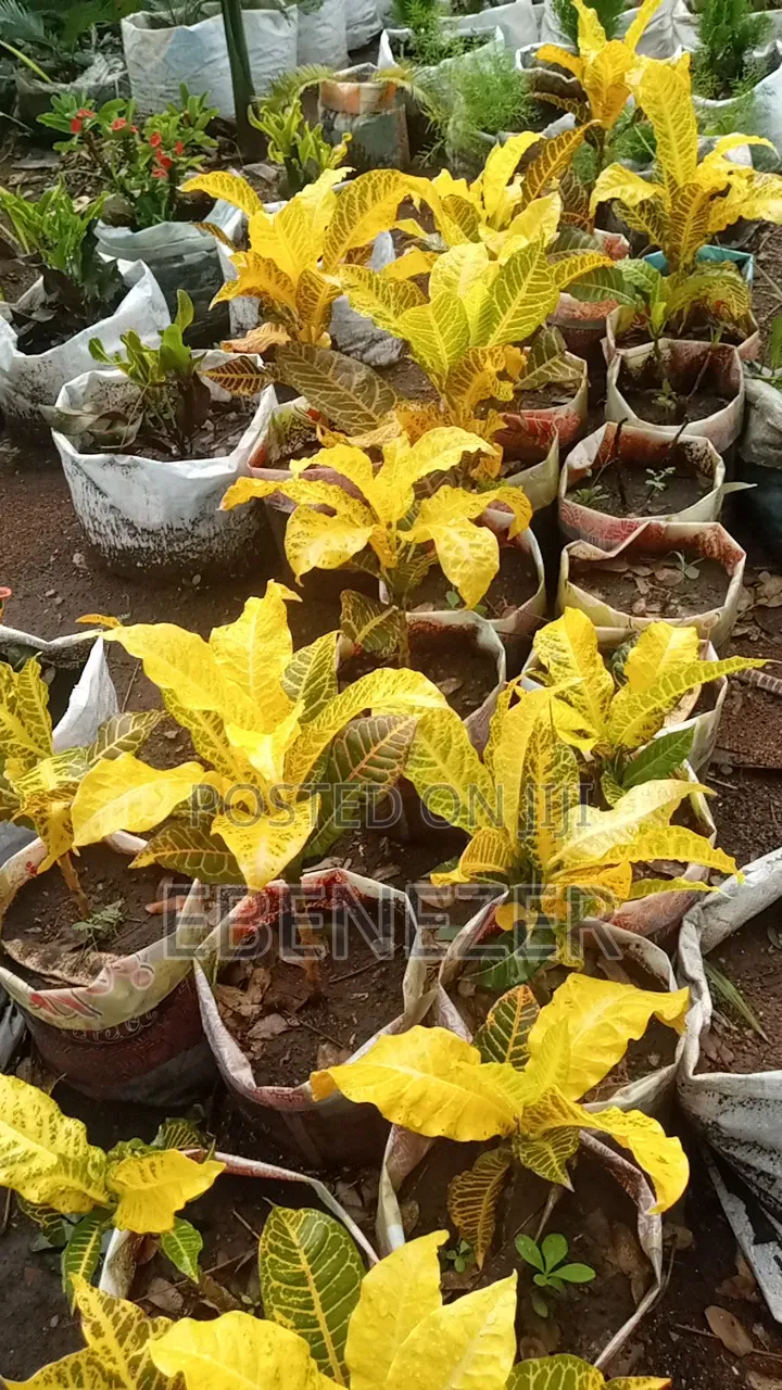 Croton Flowers