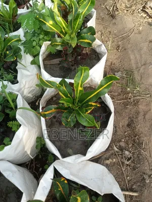 Croton Flowers