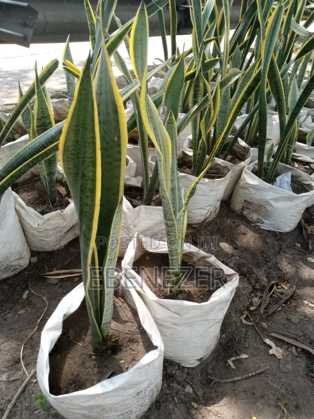 Senseveria or Snake Plant