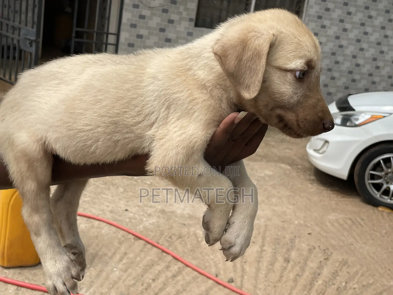 1-3 months Male Purebred Kangal