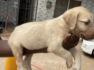 1-3 months Male Purebred Kangal