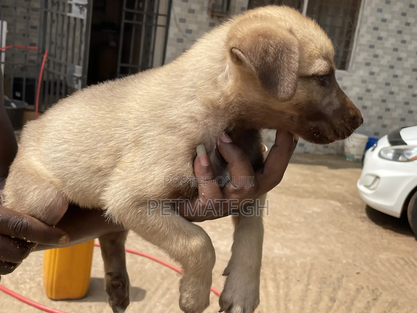 1-3 months Male Purebred Kangal