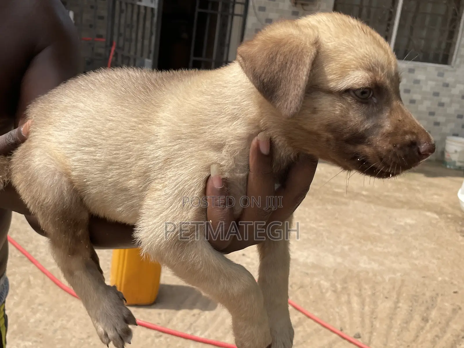1-3 months Male Purebred Kangal