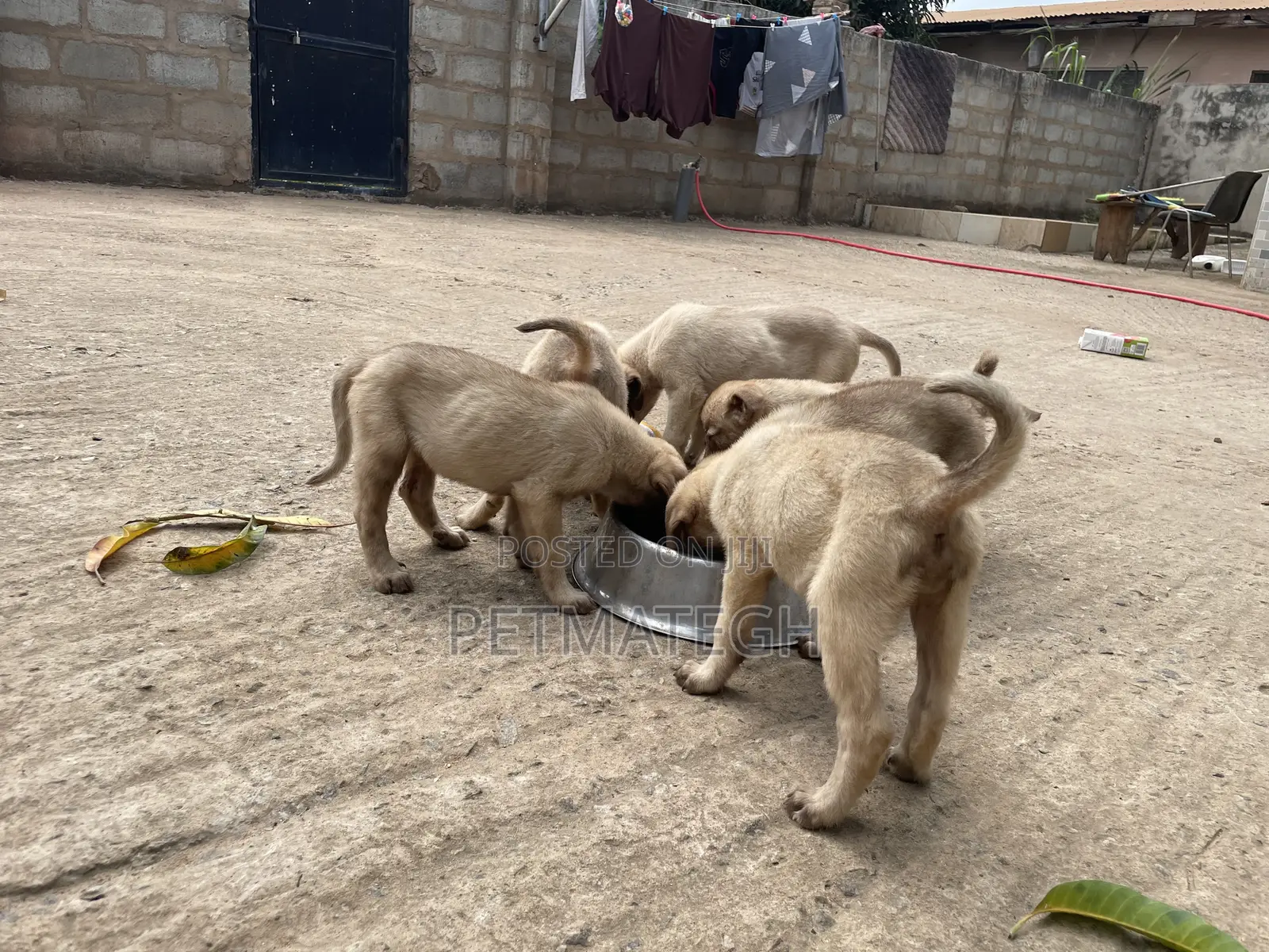 1-3 months Male Purebred Kangal