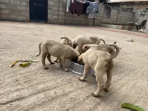 1-3 months Male Purebred Kangal