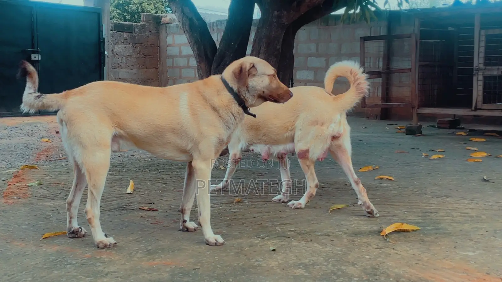 1-3 months Male Purebred Kangal