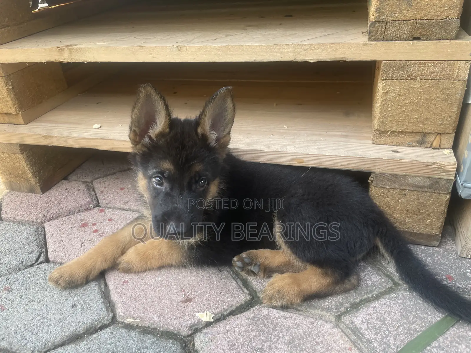 1-3 months Male Purebred German Shepherd