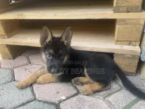 1-3 months Male Purebred German Shepherd