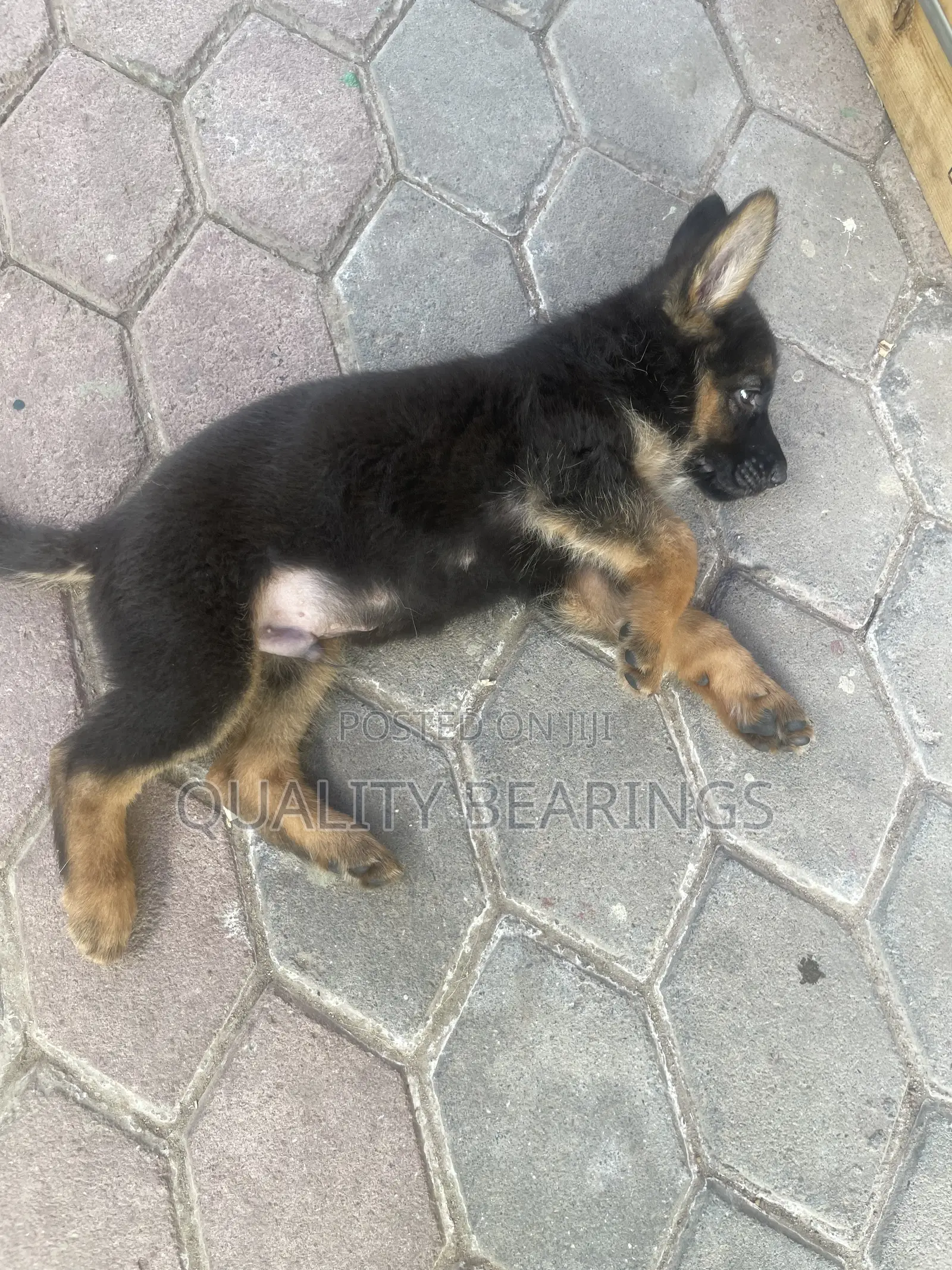 1-3 months Male Purebred German Shepherd