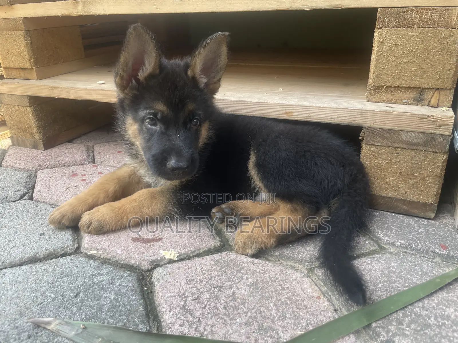 1-3 months Male Purebred German Shepherd