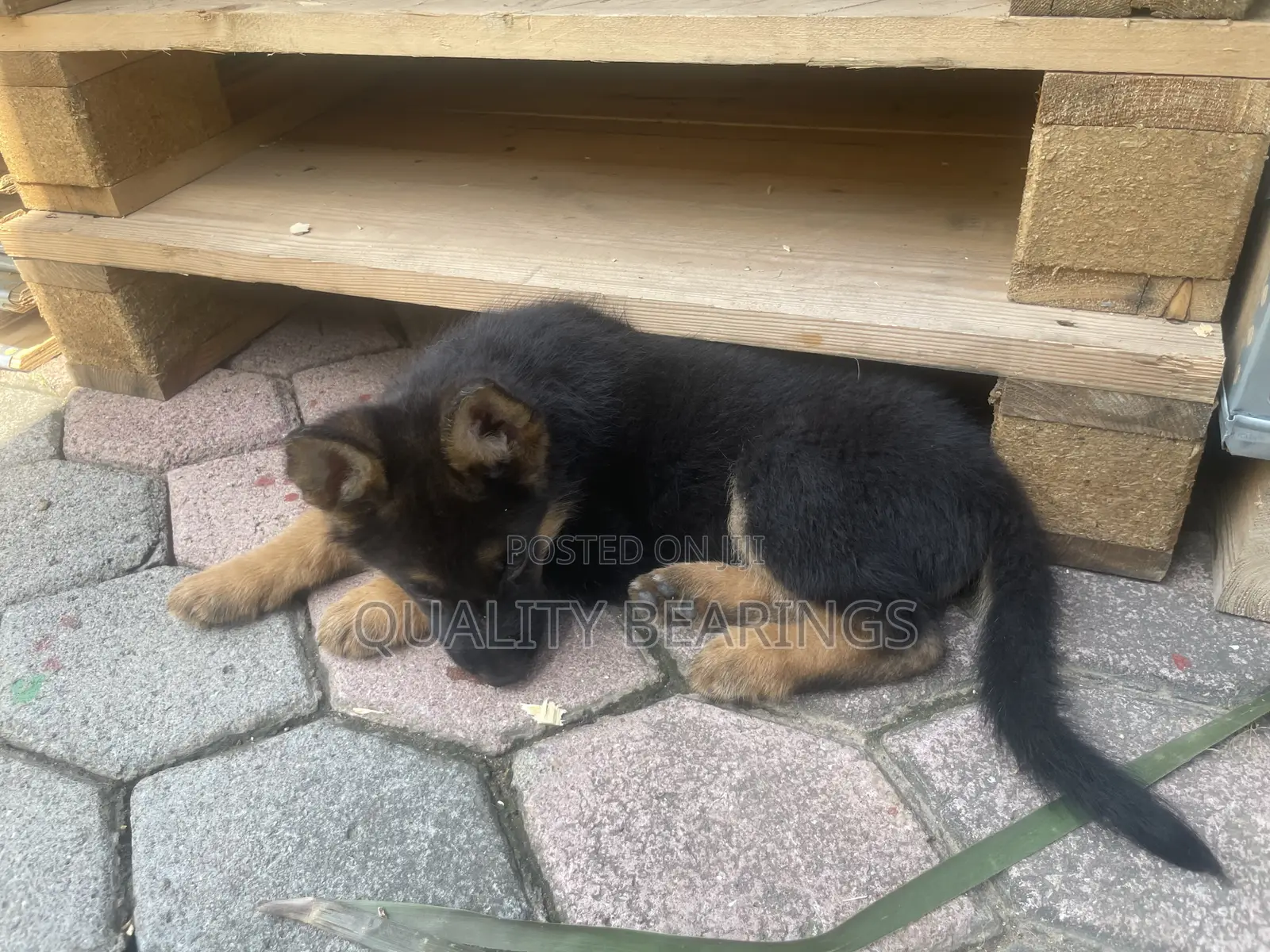 1-3 months Male Purebred German Shepherd