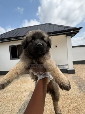 0-1 month Male Purebred Caucasian Shepherd