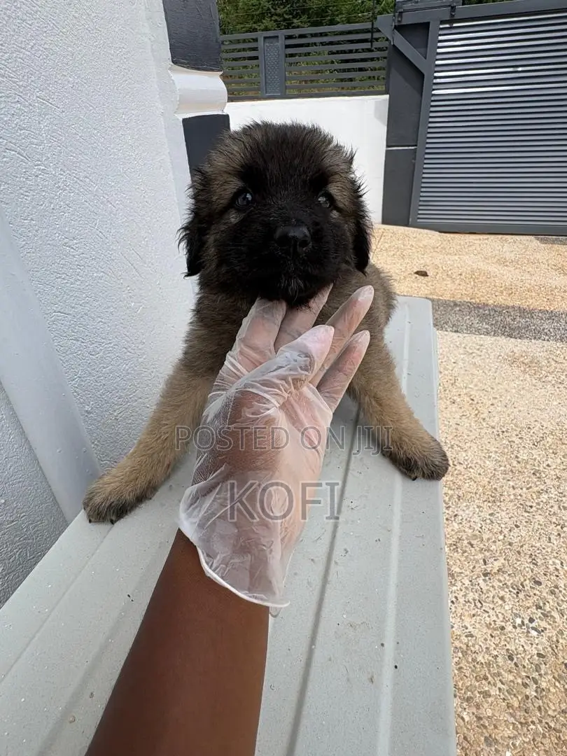 0-1 month Male Purebred Caucasian Shepherd