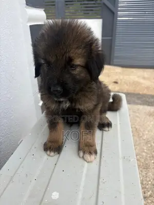 0-1 month Male Purebred Caucasian Shepherd