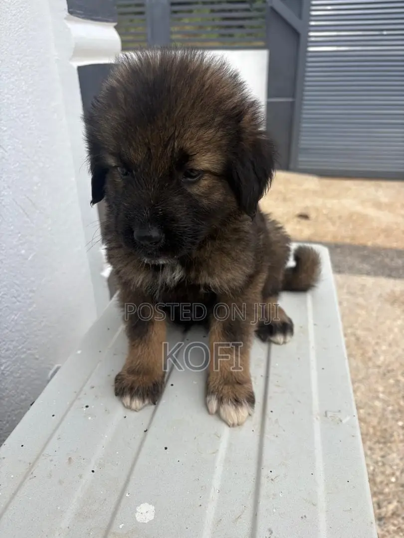 0-1 month Male Purebred Caucasian Shepherd