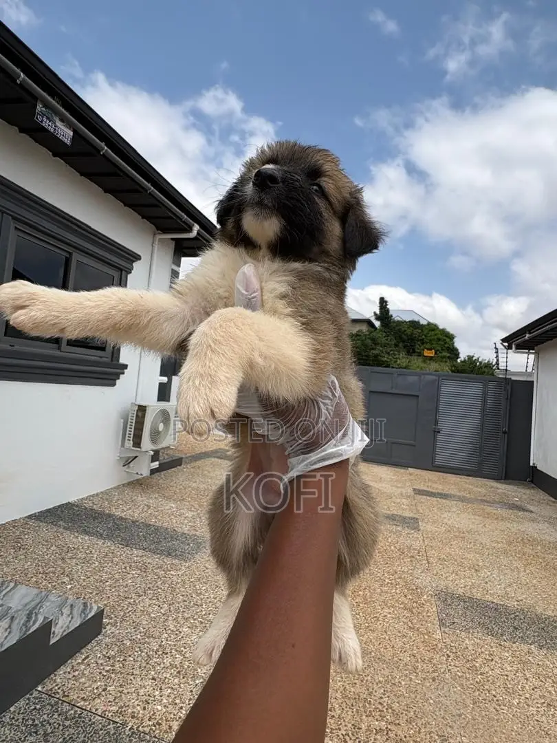 0-1 month Male Purebred Caucasian Shepherd