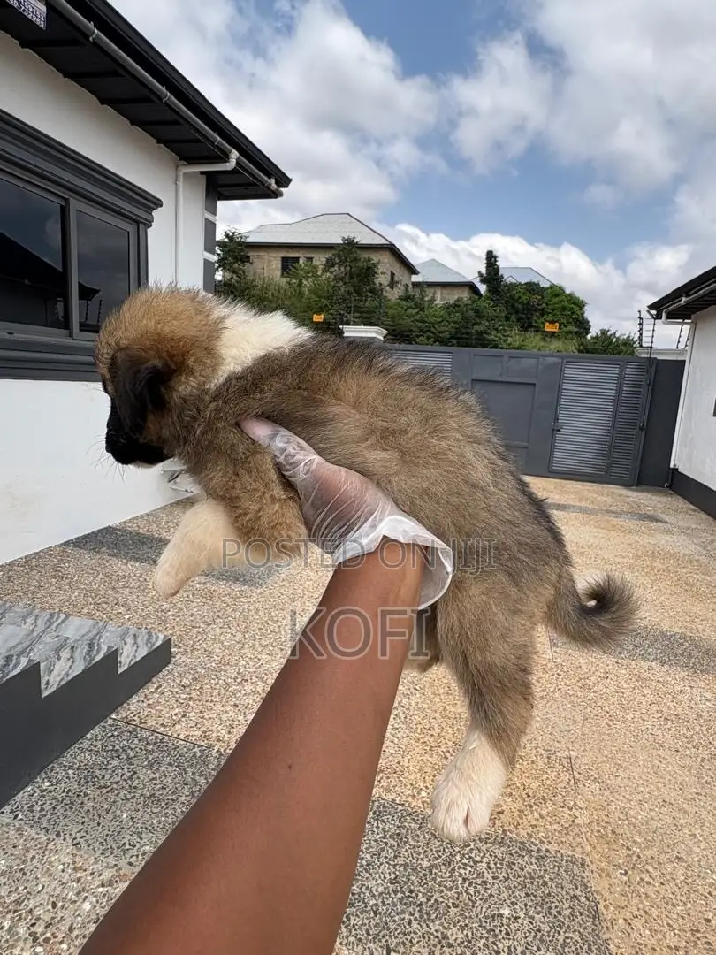 0-1 month Male Purebred Caucasian Shepherd