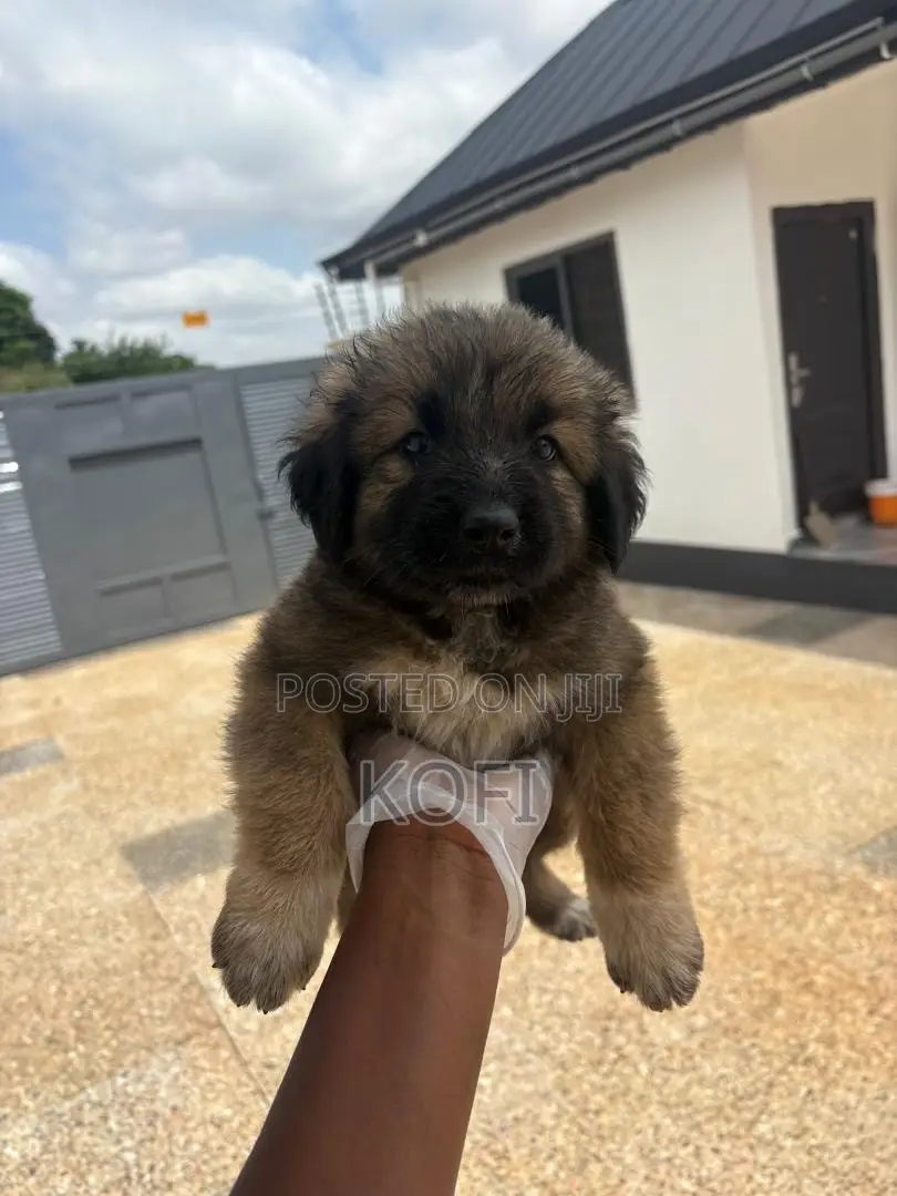 0-1 month Male Purebred Caucasian Shepherd
