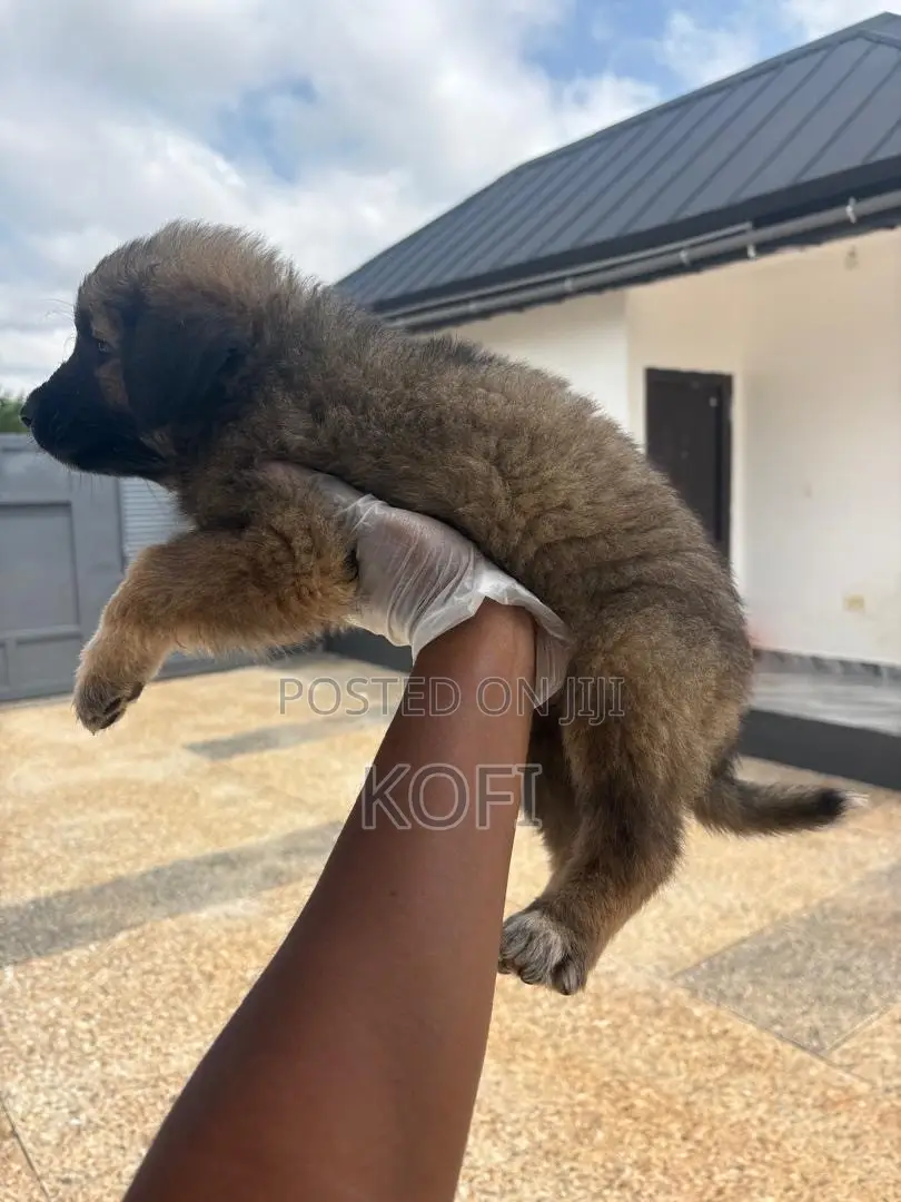 0-1 month Male Purebred Caucasian Shepherd