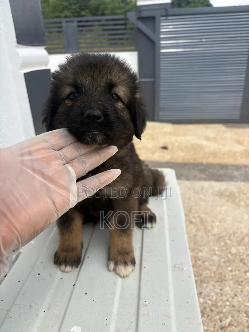 0-1 month Male Purebred Caucasian Shepherd