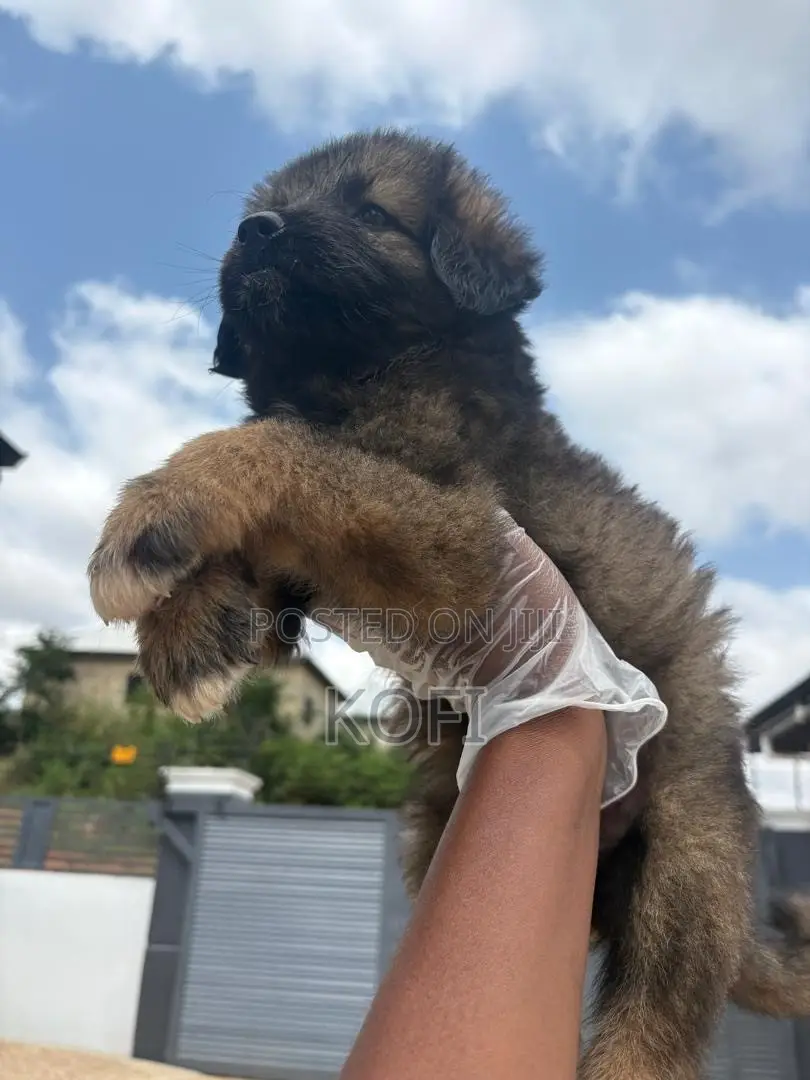 0-1 month Male Purebred Caucasian Shepherd