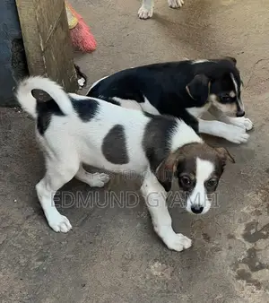 1-3 months Female Mixed Breed Mongrel (No Breed)