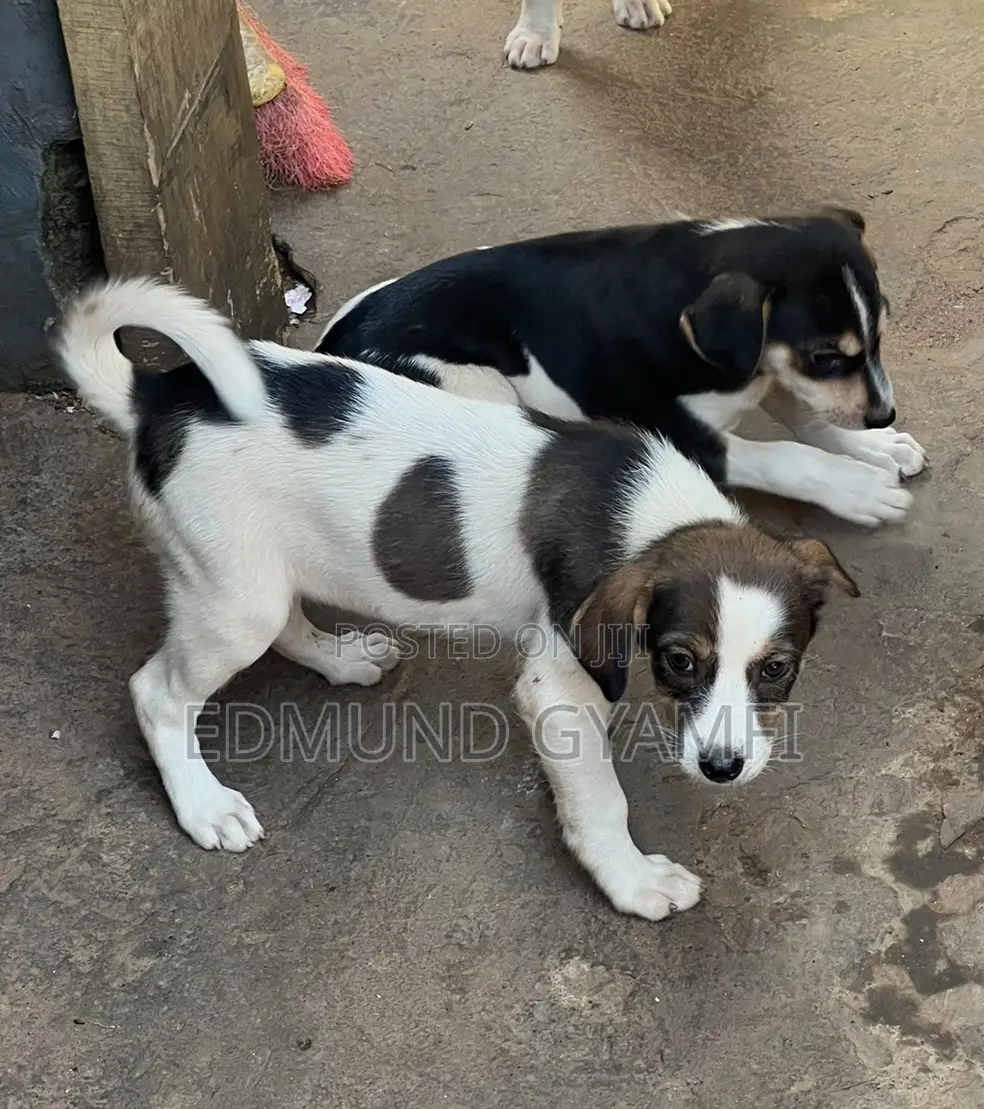 1-3 months Female Mixed Breed Mongrel (No Breed)