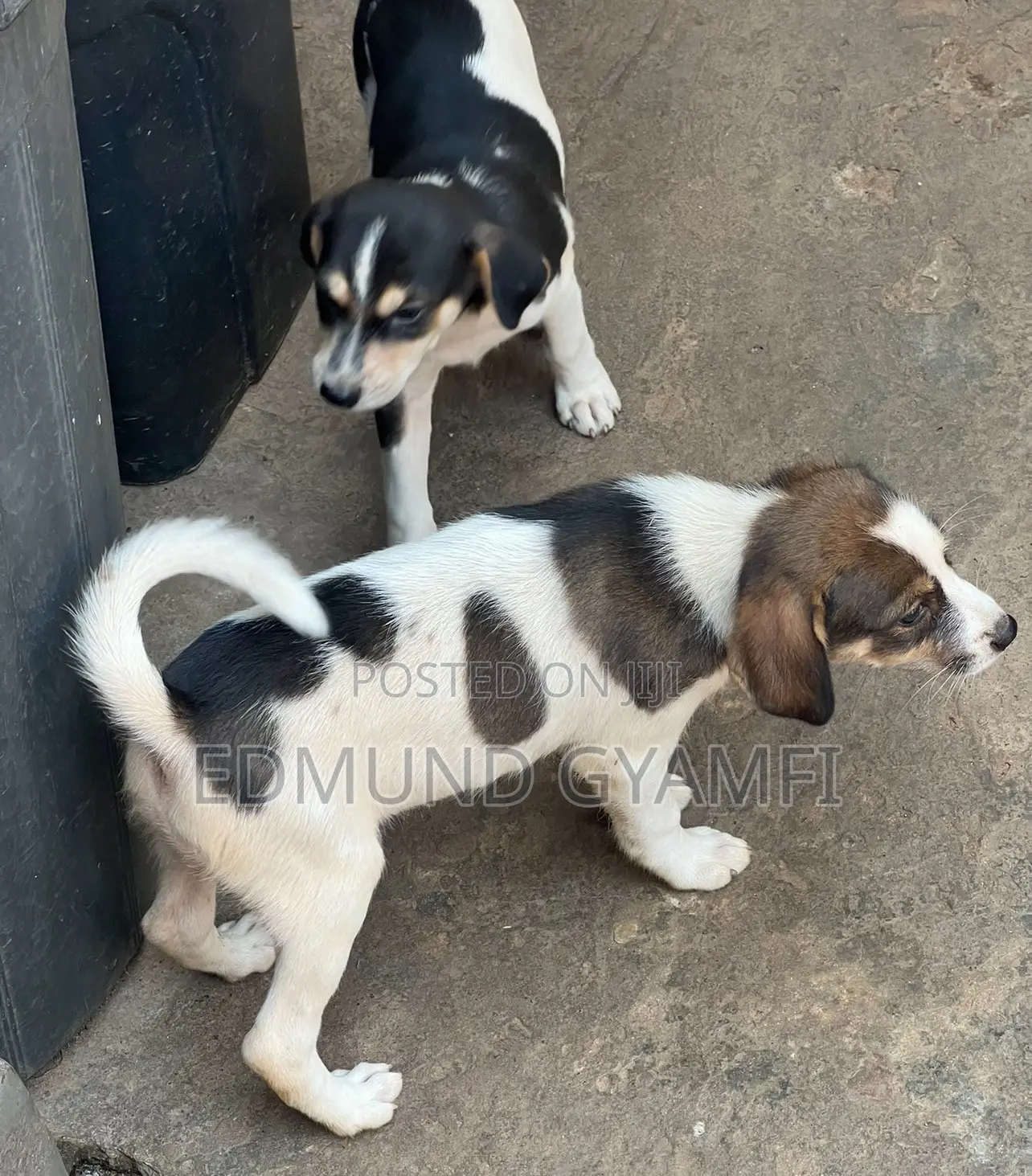 1-3 months Female Mixed Breed Mongrel (No Breed)