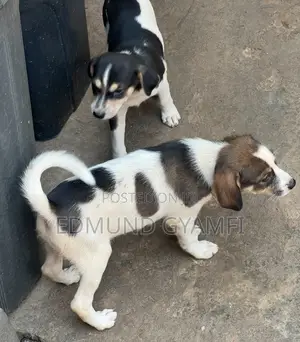 1-3 months Female Mixed Breed Mongrel (No Breed)