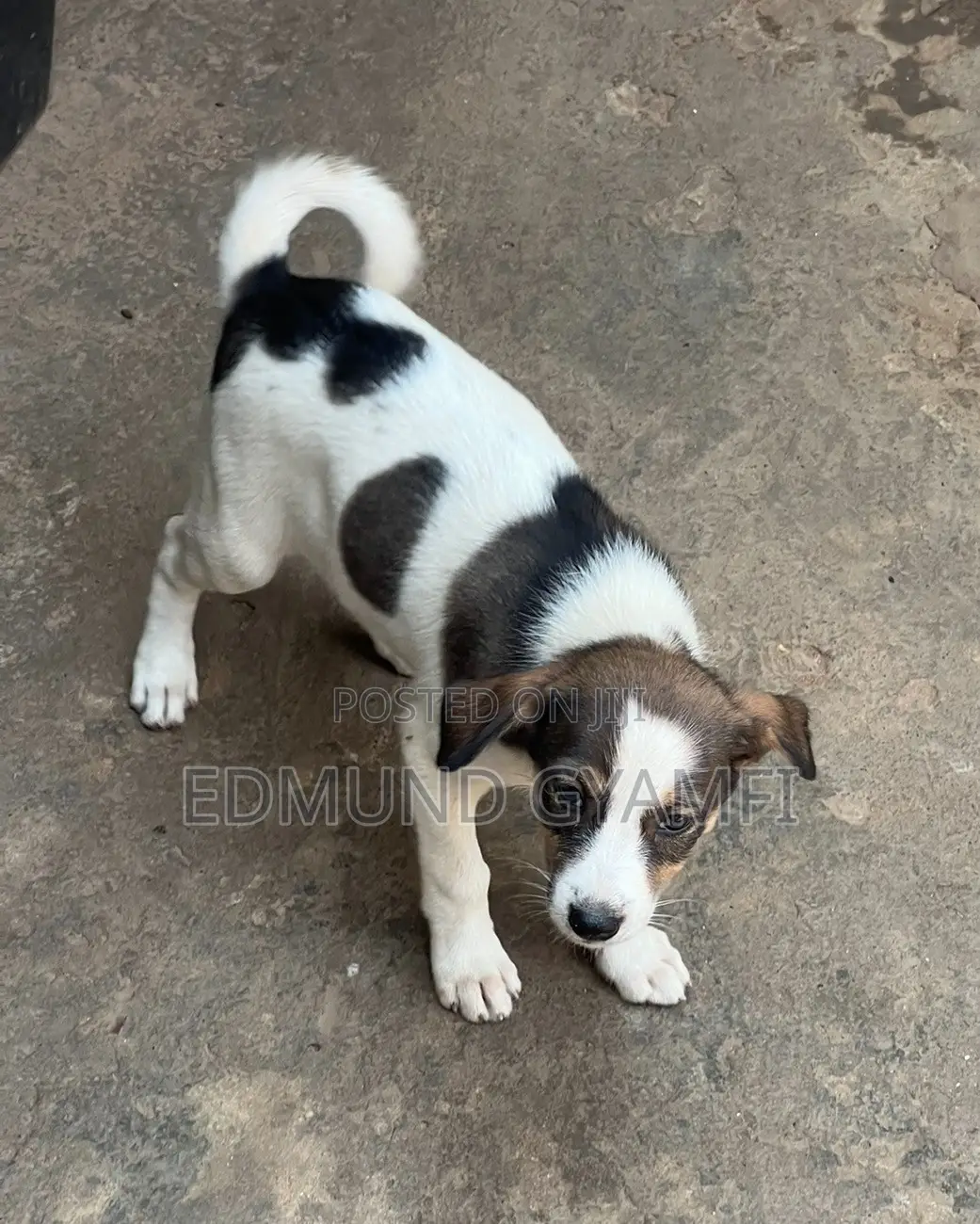 1-3 months Female Mixed Breed Mongrel (No Breed)