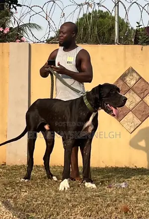 0-1 month Female Purebred Great Dane