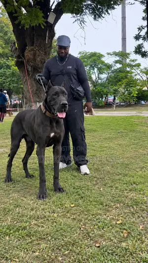 0-1 month Female Purebred Great Dane