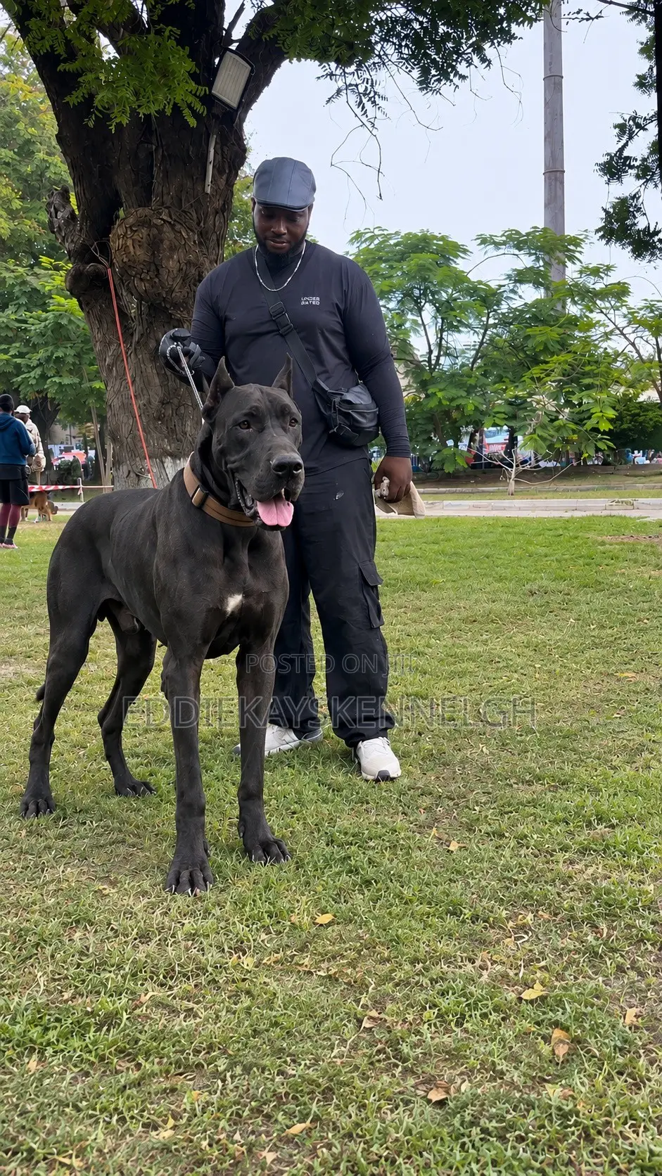 0-1 month Female Purebred Great Dane
