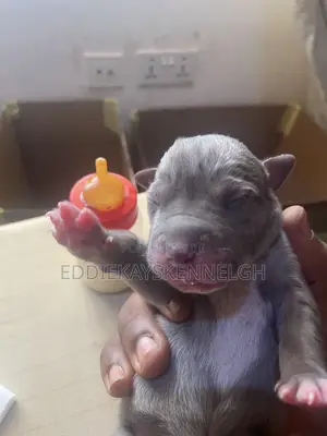 0-1 month Female Purebred Great Dane