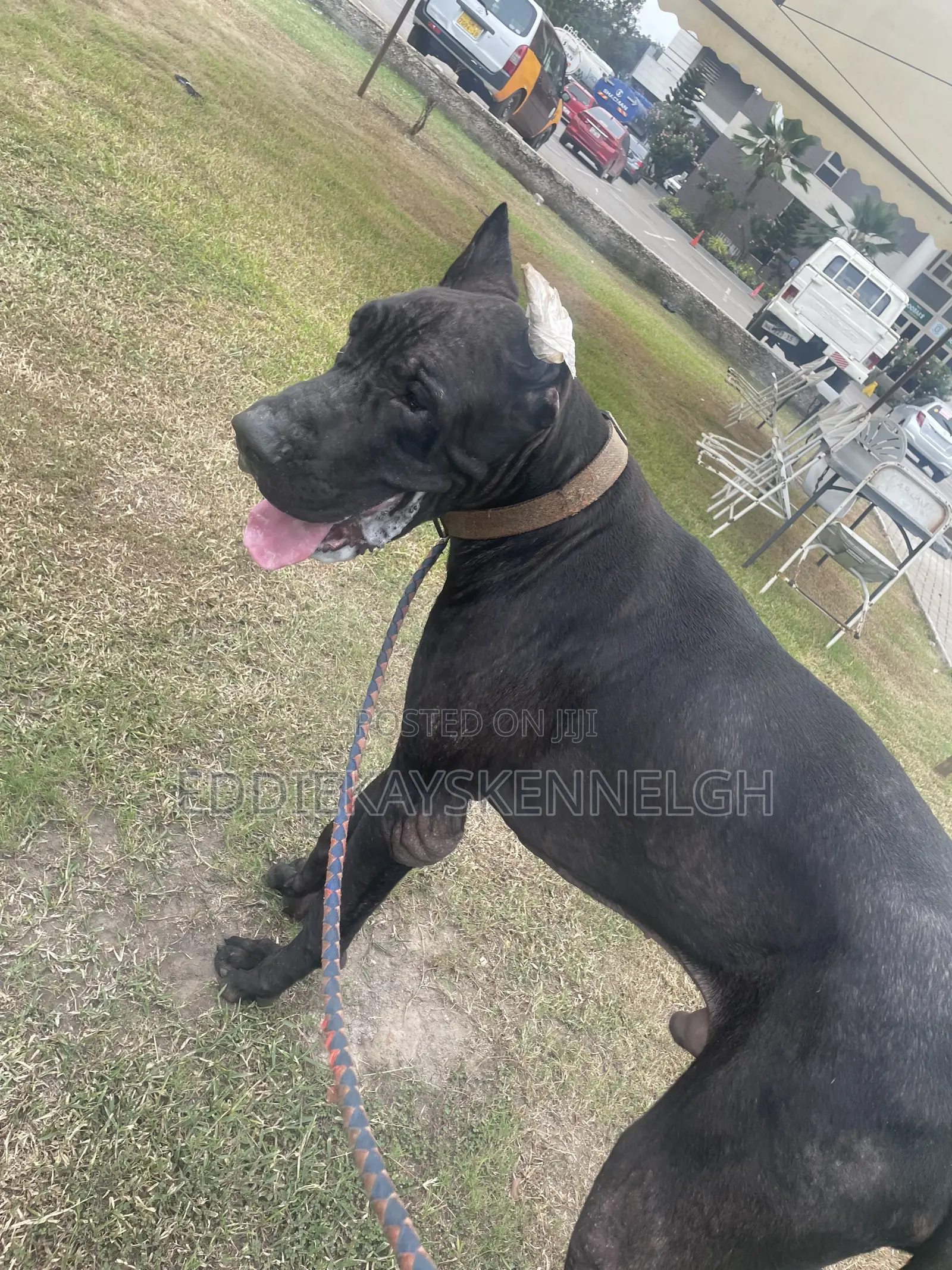 0-1 month Female Purebred Great Dane