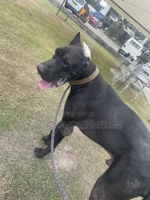 0-1 month Female Purebred Great Dane
