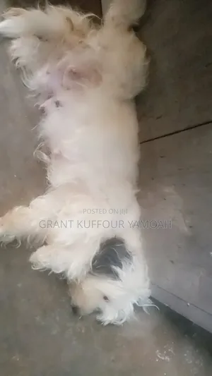 6-12 months Female Purebred Maltipoo