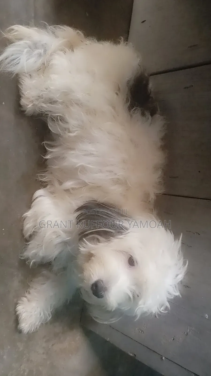 6-12 months Female Purebred Maltipoo